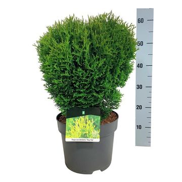 Thuja occidentalis 'Tiny Tim'