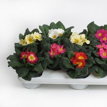 Primula ACAULIS MIX