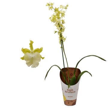 Oncidium MIX