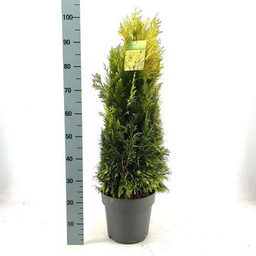 Thuja plicata '4ever'