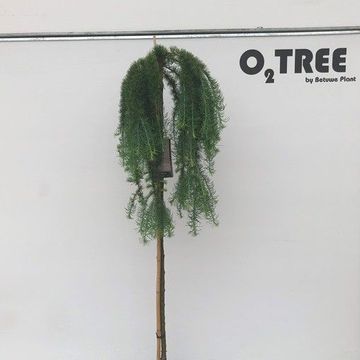 Larix kaempferi 'Стиф Випер'