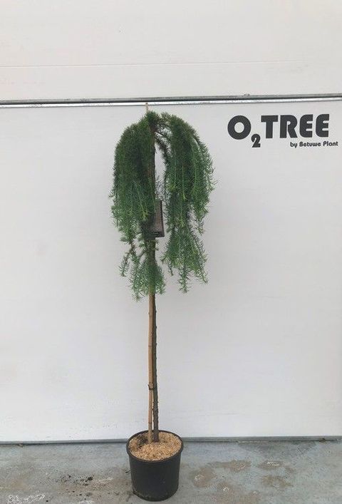 Larix kaempferi 'Stiff Weeper'