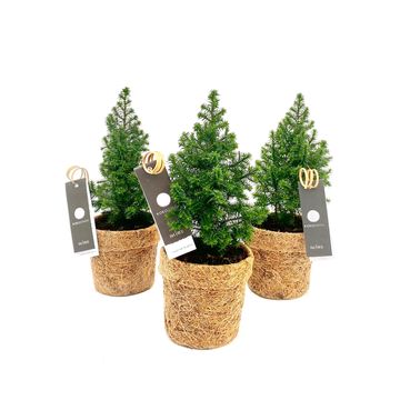 Chamaecyparis thyoides 'Top Point'