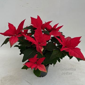 Euphorbia pulcherrima JESTER RED