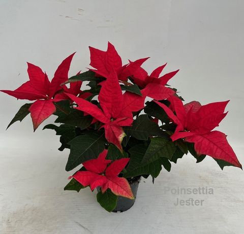 Euphorbia pulcherrima JESTER RED