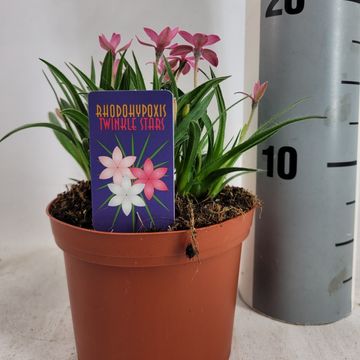 Rhodohypoxis TWINKLE STARS MIX