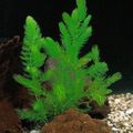 Ceratophyllum demersum
