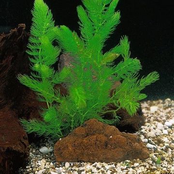 Ceratophyllum demersum