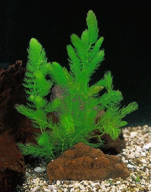 Ceratophyllum demersum