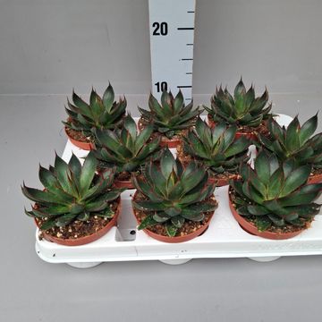 Agave x Mangave 'Praying Hands'