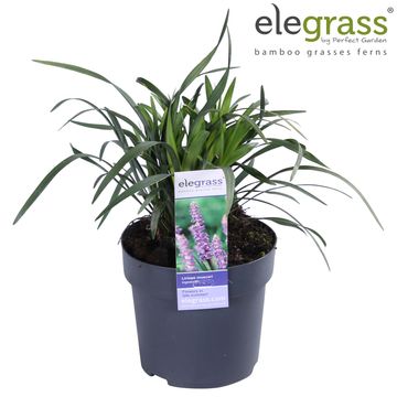 Liriope muscari 'Ingwersen'