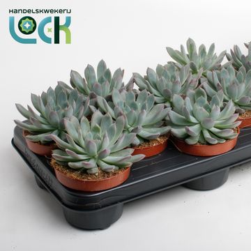 Echeveria 'Pelusida'