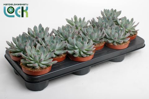 Echeveria 'Pelusida'