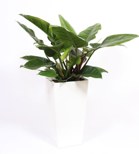 Philodendron 'Imperial Green'