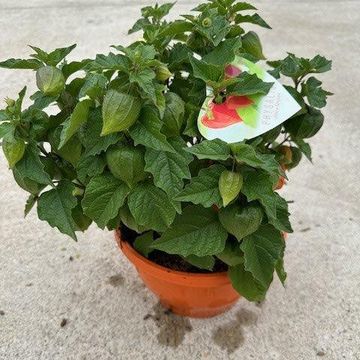 Physalis alkekengi franchetii