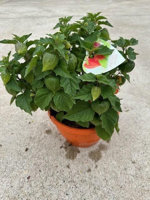 Physalis alkekengi franchetii