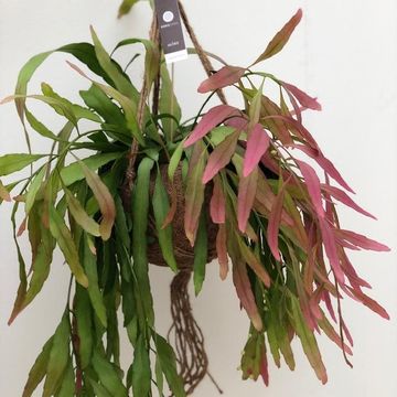 Pseudorhipsalis ramulosa 'Red Coral'