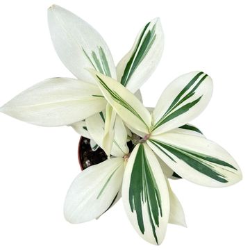 Costus arabicus 'Variegatus'