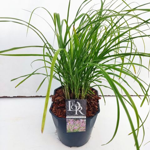 Pennisetum alopecuroides 'Red Head' — Plant Wholesale FlorAccess