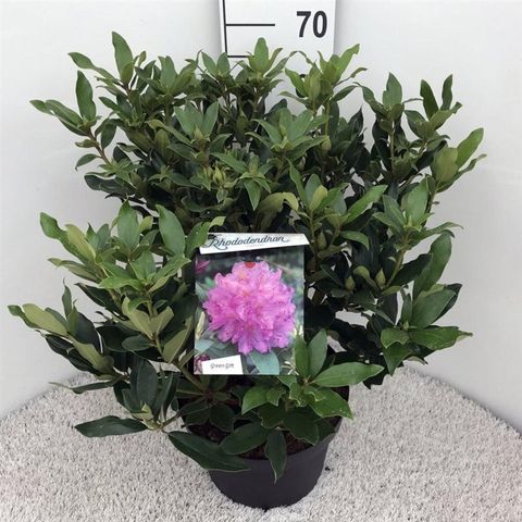 Rhododendron ponticum