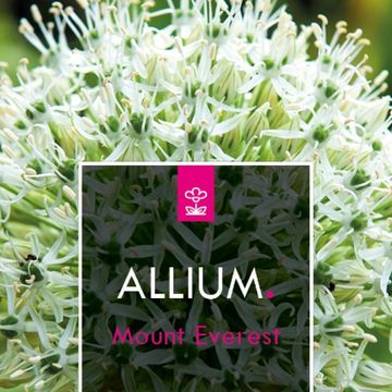 Allium stipitatum 'Mount Everest'