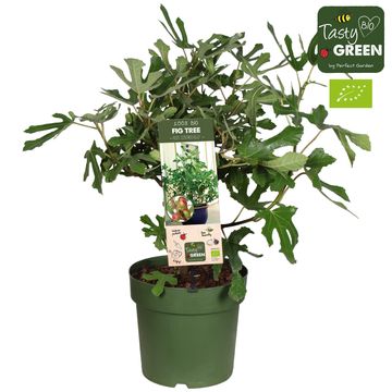 Ficus carica LITTLE MISS FIGGY