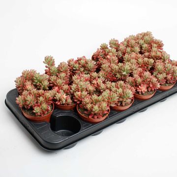 Sedum x rubrotinctum 'Aurora'