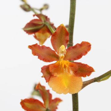 Oncidium Catatante