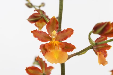 Oncidium Catatante