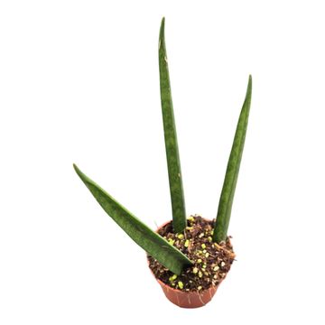 Sansevieria bacularis 'Fernwood Mikado'