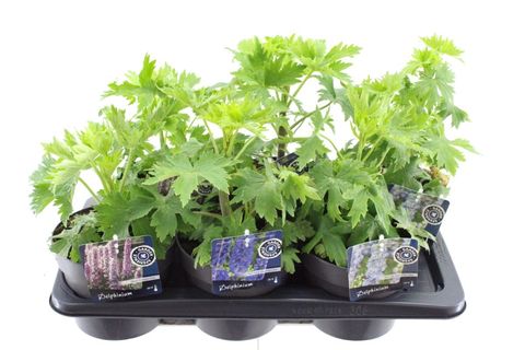 Delphinium MAGIC FOUNTAINS MIX