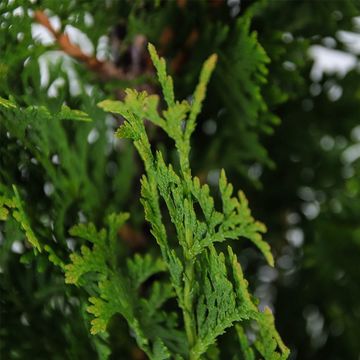 Thuja occidentalis 'Degroot's Spire'