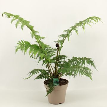 Cyathea australis