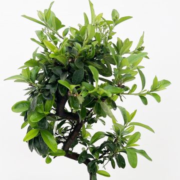 Pyracantha angustifolia