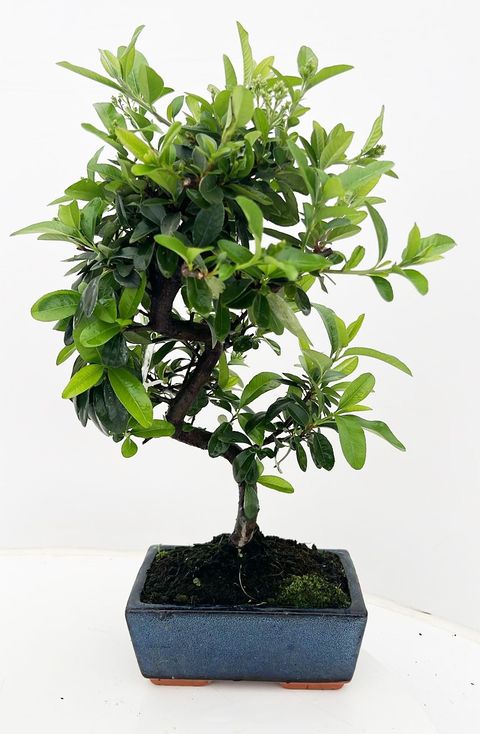 Pyracantha angustifolia