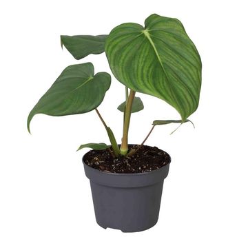 Philodendron 'McDowell'