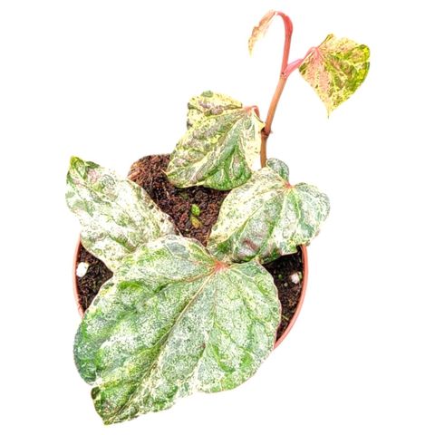 Piper sylvaticum 'Variegata'