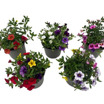 Calibrachoa MIX IN POT