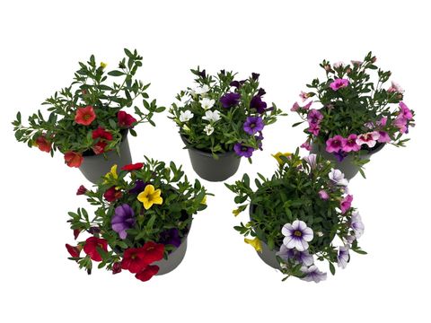 Calibrachoa MIX IN POT