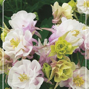 Aquilegia vulgaris 'Winky Double Rose-White'