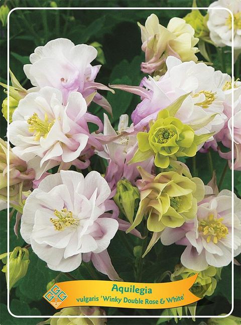 Aquilegia vulgaris 'Winky Double Rose-White'