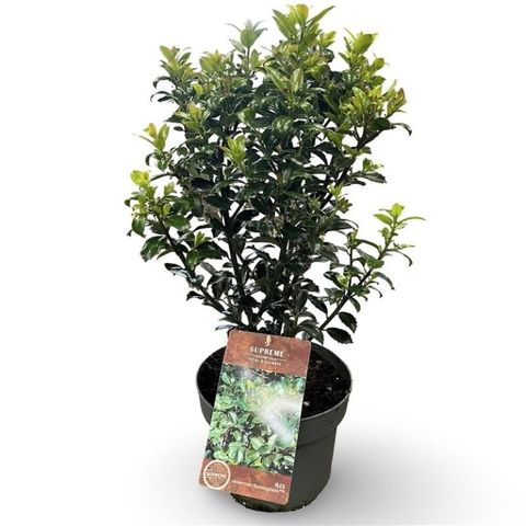 Ilex x meserveae 'Heckenpracht'