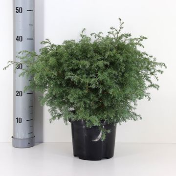 Chamaecyparis pisifera 'Squarrosa'