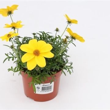 Bidens ferulifolia SOLAIRE COMPACT