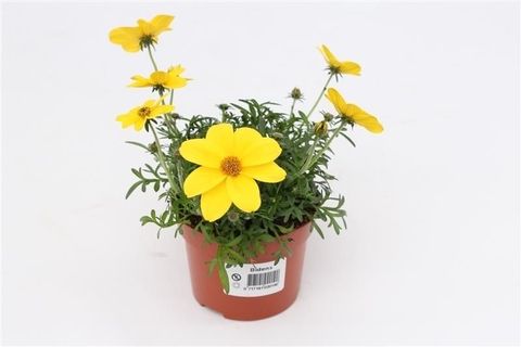 Bidens ferulifolia SOLAIRE COMPACT