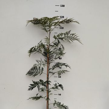 Grevillea robusta