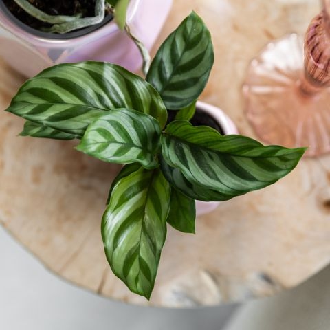 Calathea MIX