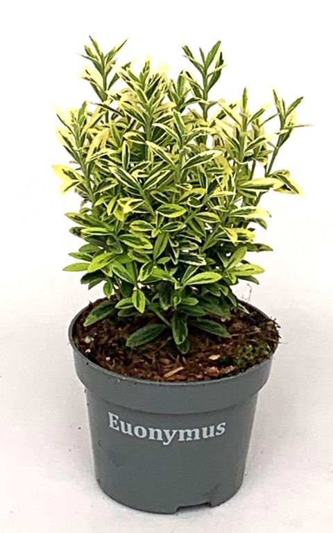 Euonymus japonicus 'Microphyllus Aureovariegatus Gold'
