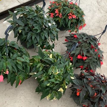 Begonia boliviensis MIX
