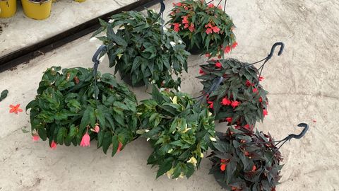 Begonia boliviensis MIX